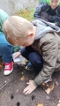 SADZIMY ŻONKILE NA ,,POLU NADZIEI